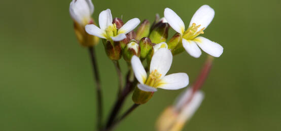 The genetic architecture of repeated local adaptation to climate in distantly related plants