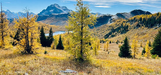 The Ultimate Guide to Experiencing Larch Season in Alberta This Fall