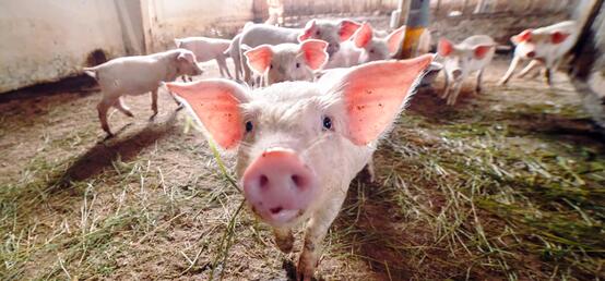 Recent finding of ‘bird flu’ in an Oregon pig a cause for vigilance, not panic