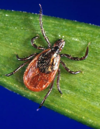 Ticks and Lyme Disease