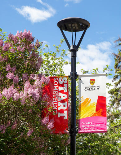 UCalgary banners during spring
