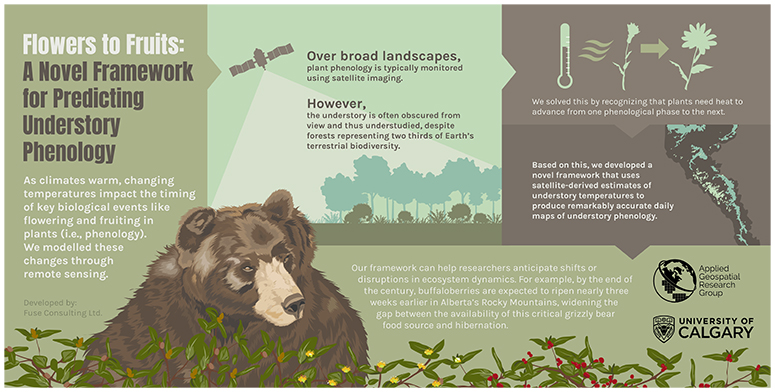 Bear Infographic